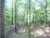 Cabin in the woods at the Apple Valley Lake